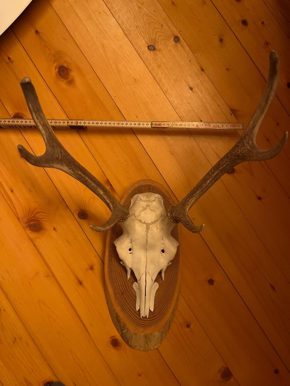 Altre raccolte & rarità: Hirschgeweih Trophäe Jäger – Usato da Maienfeld venduto da DivicoHelveticus 6
