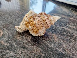 Coquillage de Collection Bursa Bubo (Coquille Crapaud)