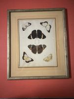 Antike Schmetterling Gravur gerahmt für Ihr Frühlingsdekor