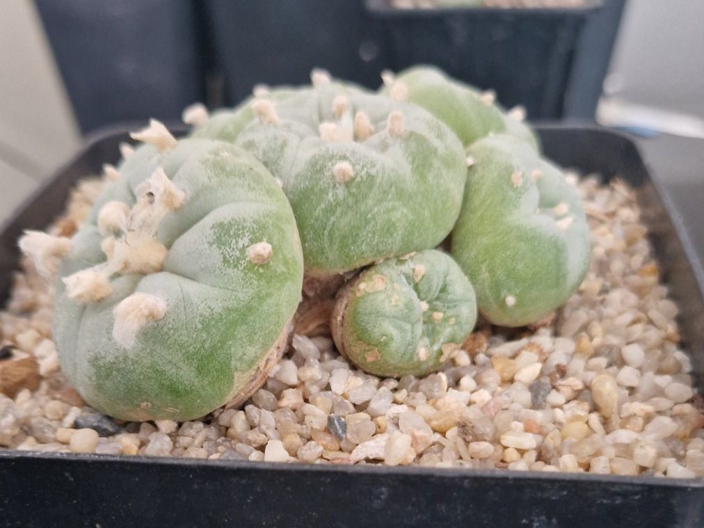 Plantes & graines: Lophophora Fricii – D'occasion à Zürich par LophiMaster 5