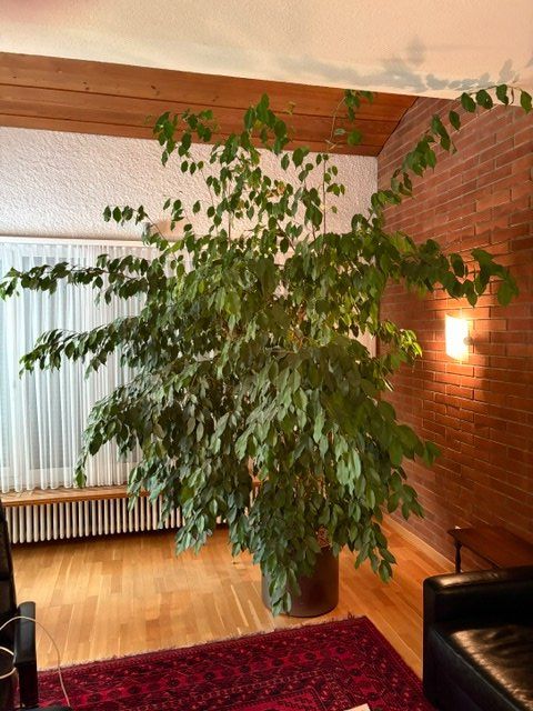 Piante & sementi: Ficus benjamina / Birkenfeige – Usato da Gümligen venduto da Suni45 1