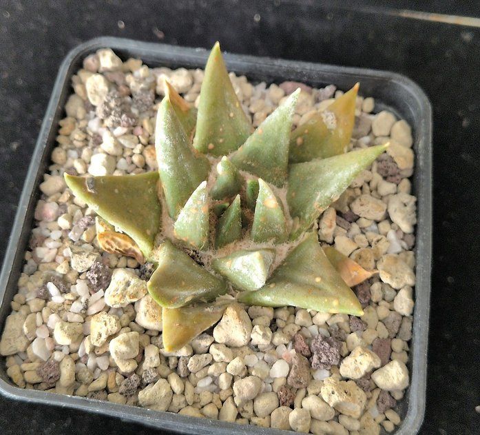 Plantes & graines: Ariocarpus trigonus – D'occasion à Vuisternens-Romont par Cold_cactus