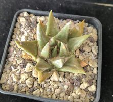 Ariocarpus trigonus