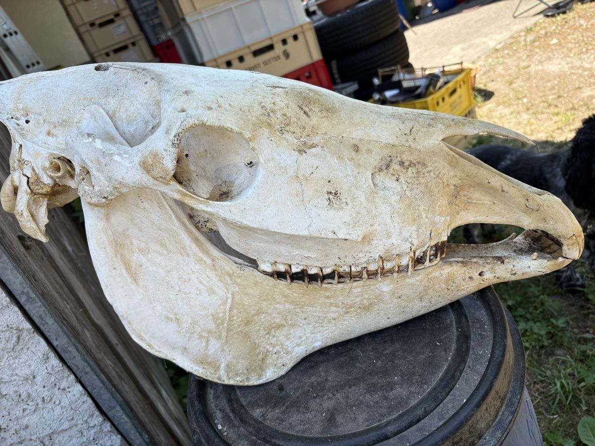 Welt der Tiere: Pferdeschädel 2. Wahl – Gebraucht aus Busswil b.Melchnau von lemmyfreakluc