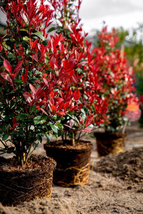 Piante & sementi: Photinia fraseri x "Devils Dream" (80cm) – Nuovo e nell'imballaggio originale da Sursee venduto da pflugshaupt01 1