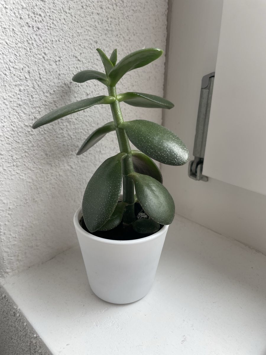 Piante & sementi: Geldbaum (crassula ovata) – Usato da Kloten venduto da Tanjaselina 2