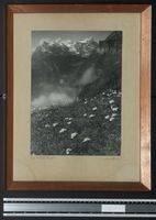 Fotografie Max Bauer, Bild der Nebel ste