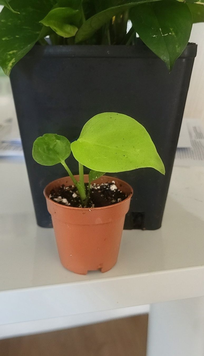 Piante & sementi: Monstera Deliciosa  Super Baby – Usato da Pregassona venduto da maslud