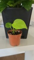 Monstera Deliciosa  Super Baby
