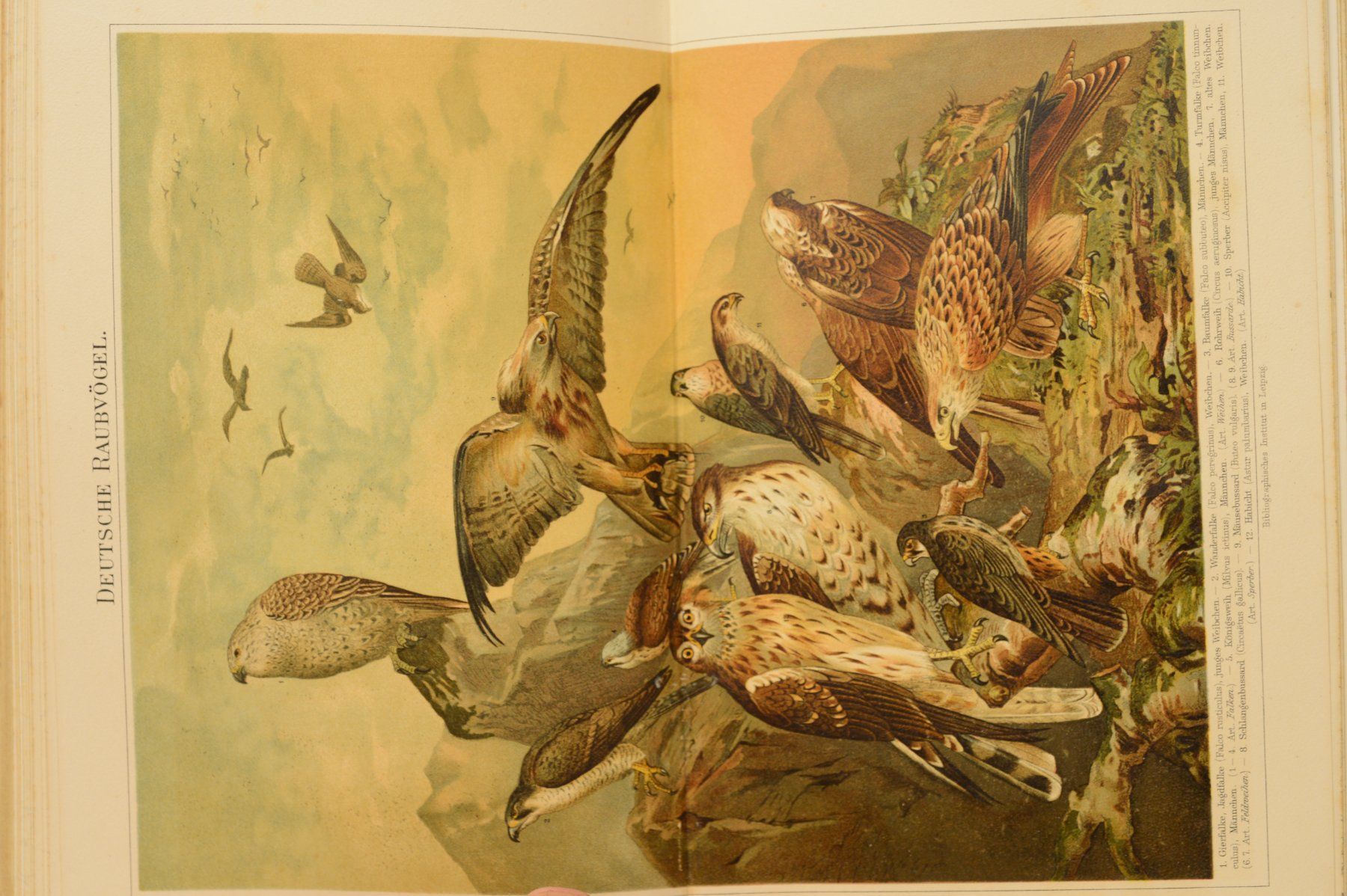 Libri: Meyers Konversations-Lexikon Musterband – Usato da Sachseln venduto da Smatsch54 3