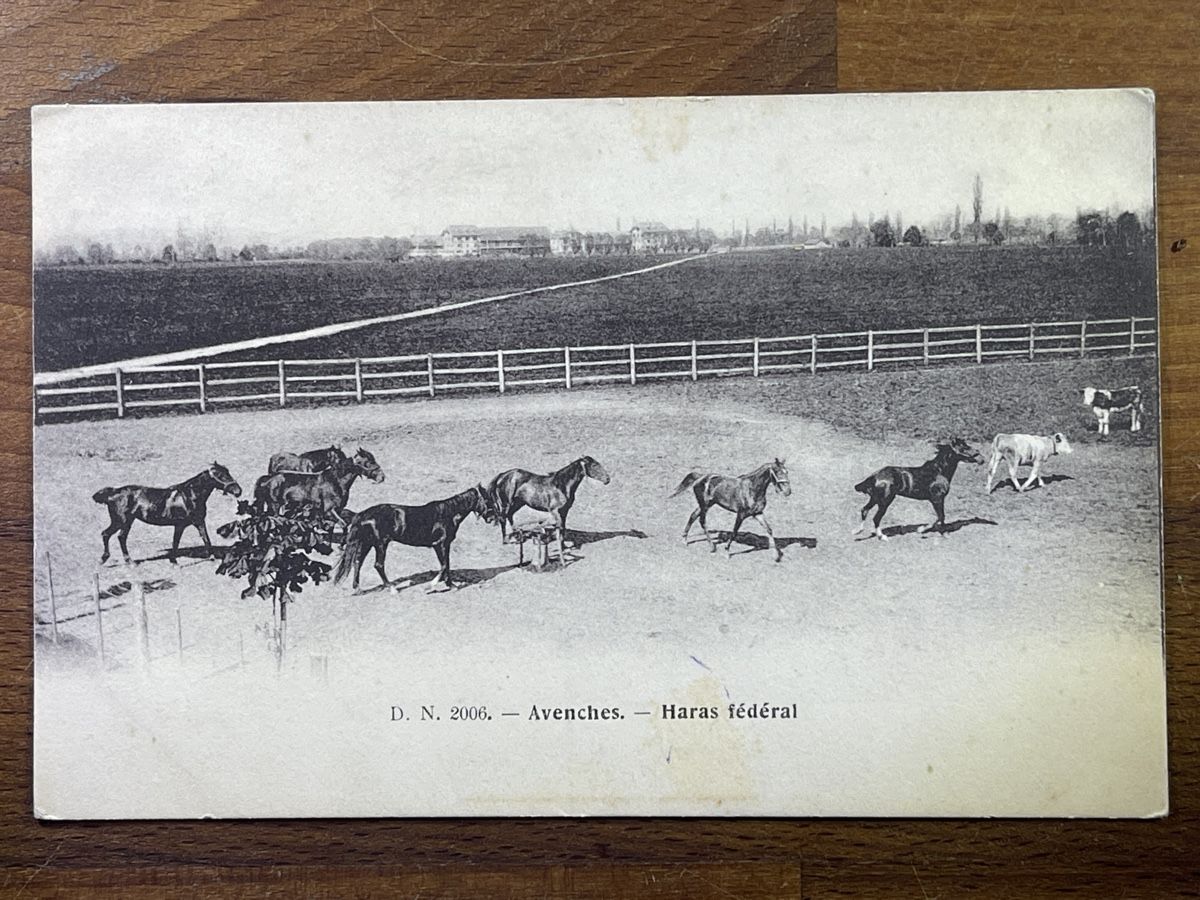 Cartoline postali: Alte Ansichtskarte Avenches Haras fédéral, Pferde – Usato da Strengelbach venduto da Aschatan5