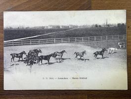 Alte Ansichtskarte Avenches Haras fédéral, Pferde