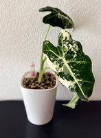 Alocasia Frydek Variegata, Lechuza Topf, 30cm