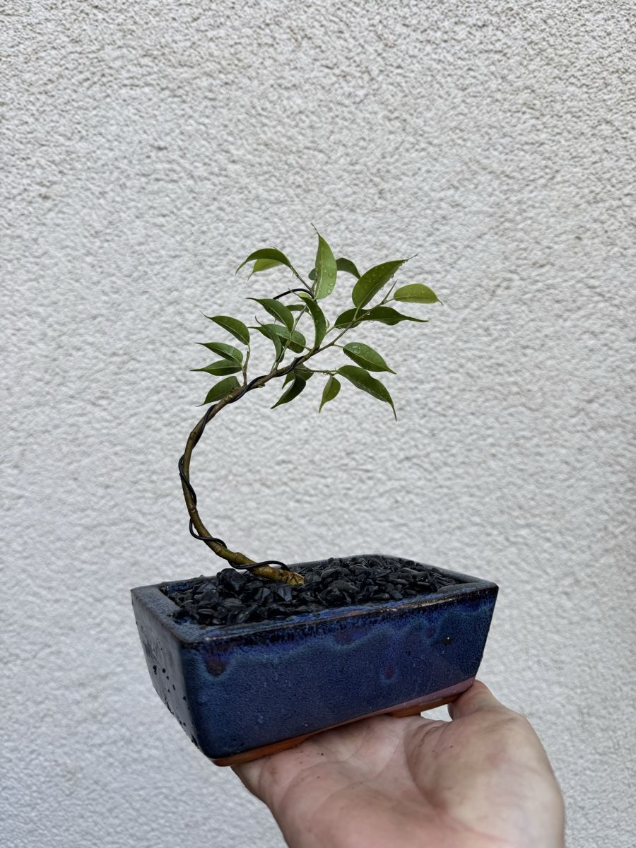 Pflanzen & Samen: Kleiner Ficus Bonsai – Gebraucht aus Rümlang von Gruseh.ch 3