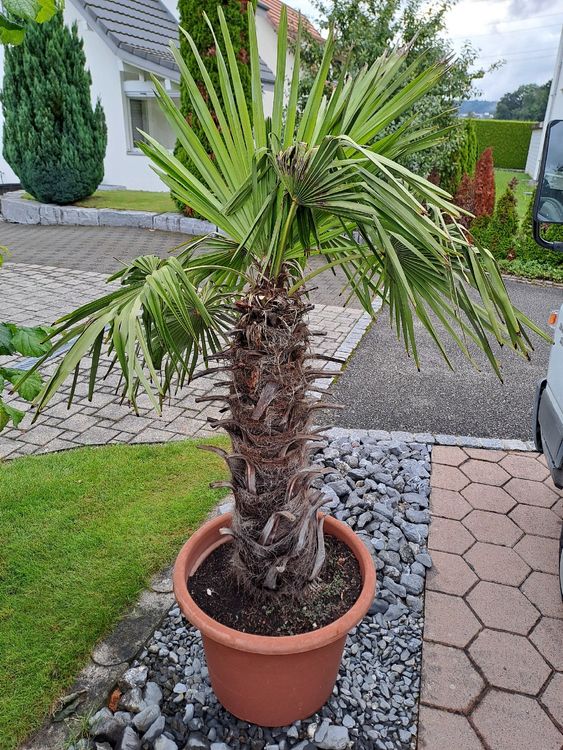 palme Kaufen auf Ricardo