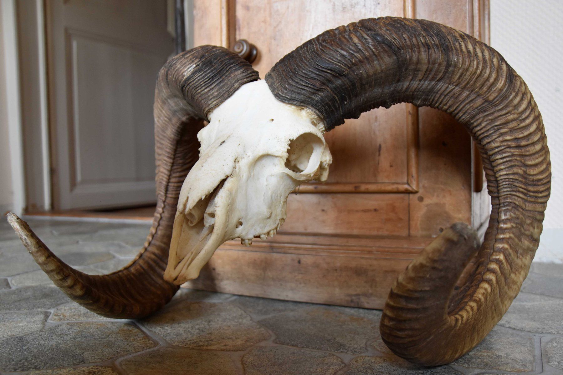 Il mondo degli animali: Crane de Mouflon médaillé d'Or 93/92cm – Nuovo (secondo la descrizione) da Vaulion venduto da sambigben