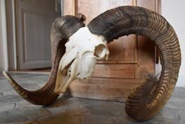 Crane de Mouflon médaillé d'Or 93/92cm