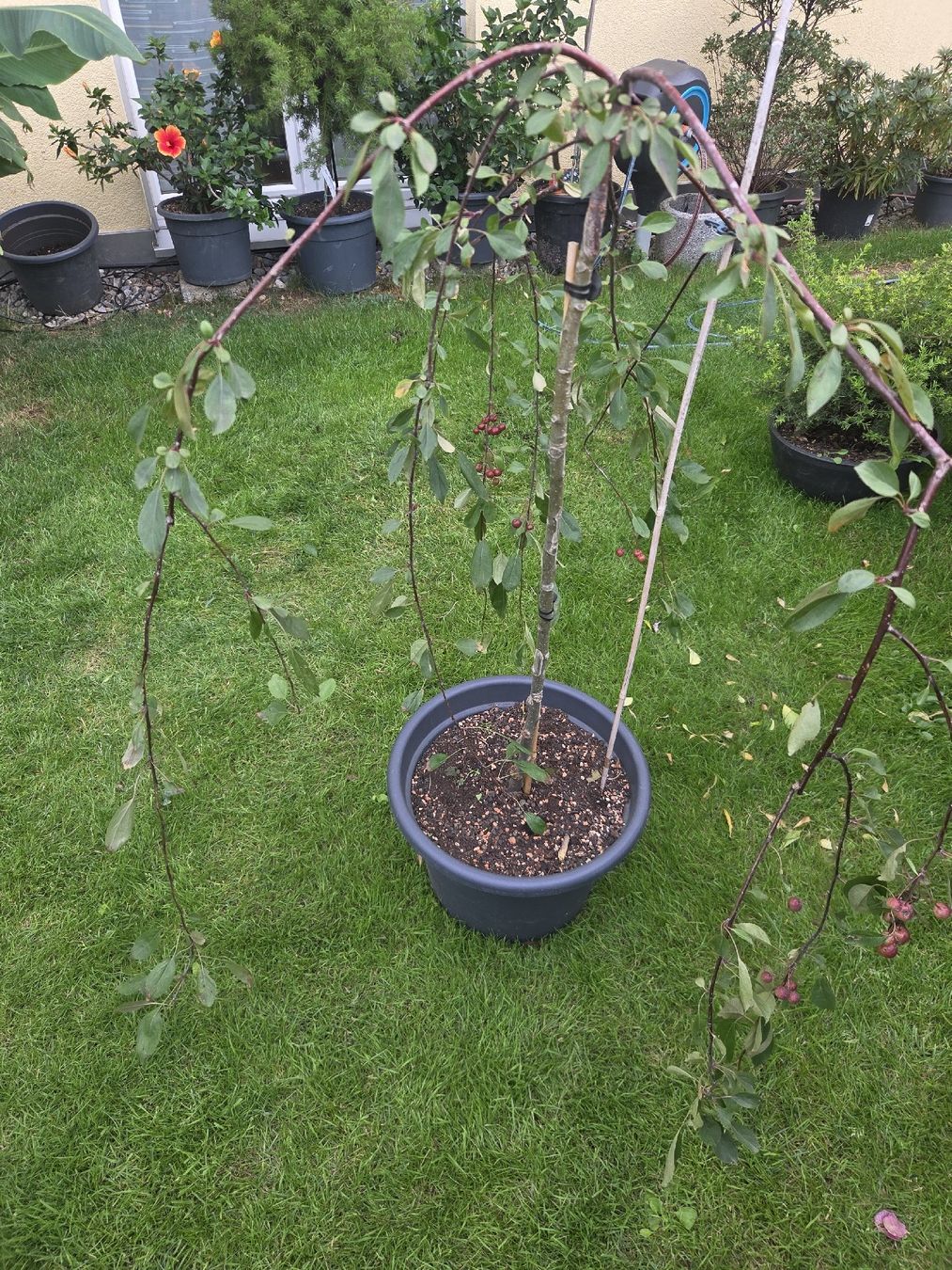 Plantes & graines: zierapfel kaskade winterhart  – D'occasion à Unterlunkhofen par tomnova
