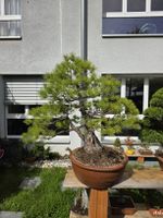 Mädchenkiefer Bonsai