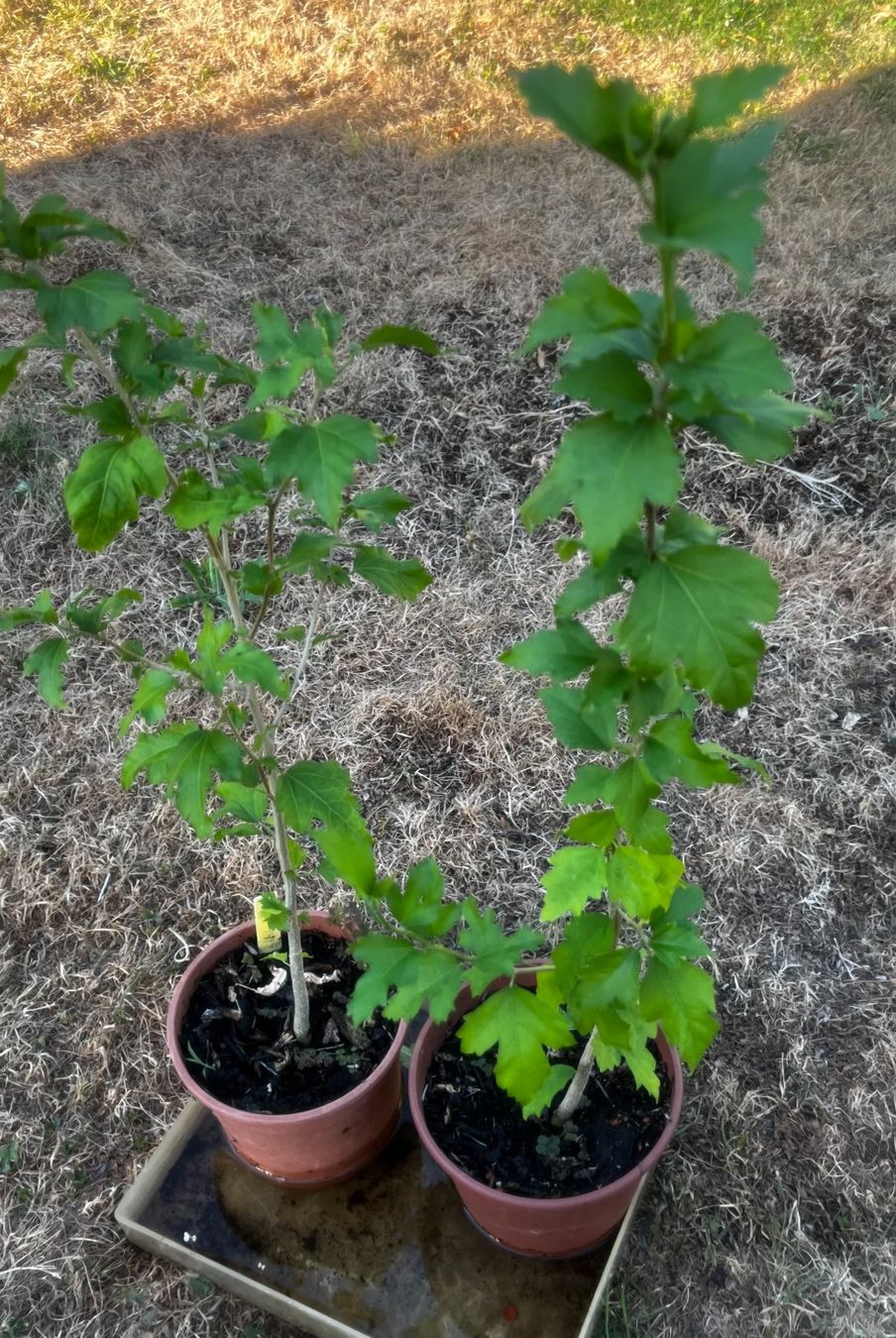 Piante & sementi: Hibiskus Violett – Nuovo (secondo la descrizione) da Vinelz venduto da Wellensittich55 1