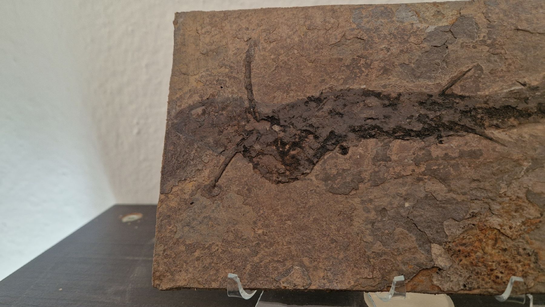 Fossilien: Fossiler Stachelhai Acanthodes Perm Deutschland – Neu und originalverpackt aus Niederhasli von rehauge01 2