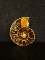 Versteinerter Fisch Fossil AMMONIT CEONICERAS MADAGASKAR
