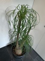 ELEFANTENFUSS.  Zimmerplanzen