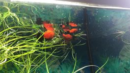 Aquarium 60l mit Fischen, Schrank und Zubehör