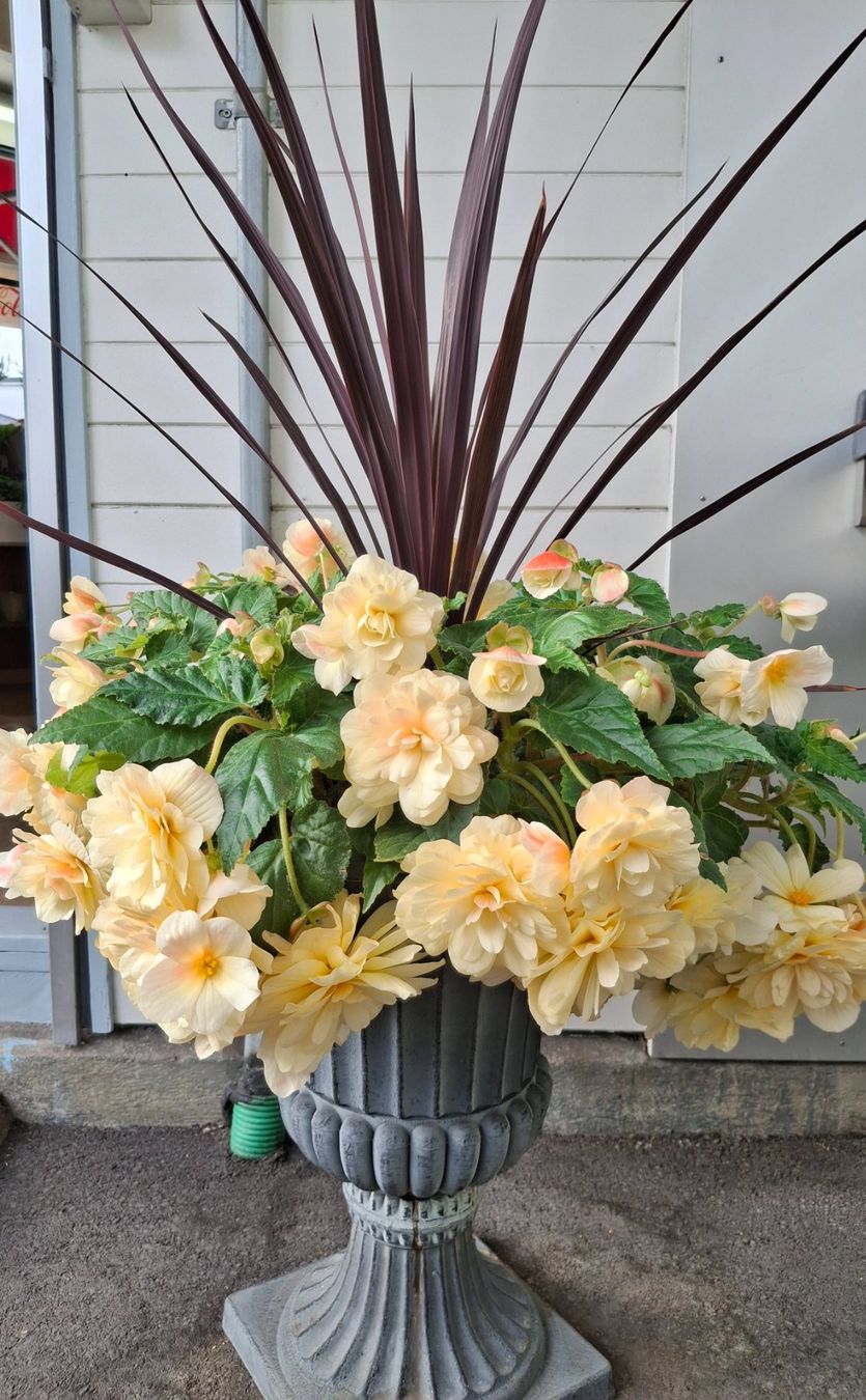 Pots de fleurs: Amphore, Blumentopf – D'occasion à Luzern par creed79 3