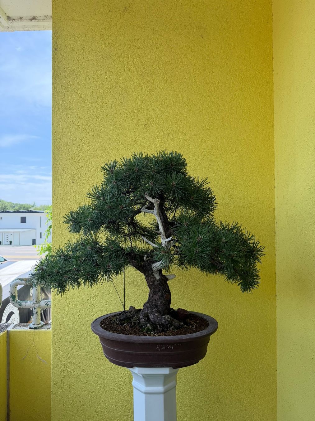 Pflanzen & Samen: Japanische Bergkiefer  – Gebraucht aus Lengnau BE von emki89