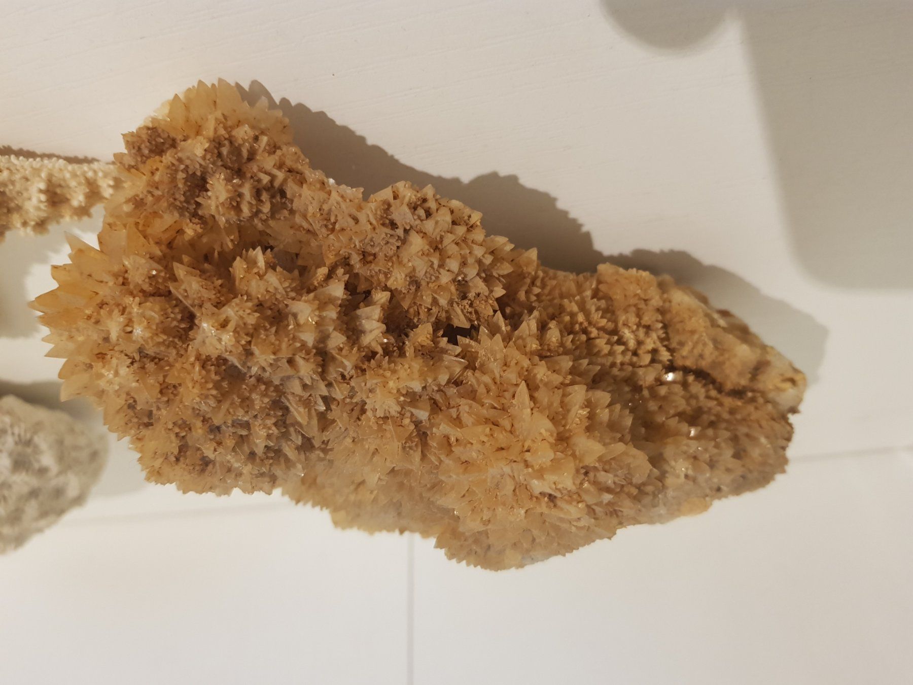 Tutte le decorazioni: Dekorative Korallen, Seesterne – Usato da Münchenstein venduto da tsp01 3