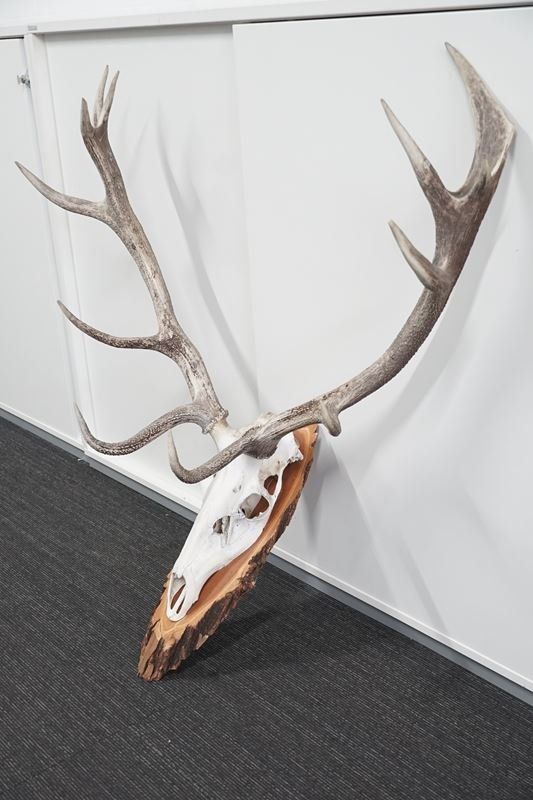Sonstiges zum Sammeln & Seltenes: Rot-Hirsch Geweih Trophäe – Gebraucht aus Rüti ZH von Restwert_Rueti_ZH 2