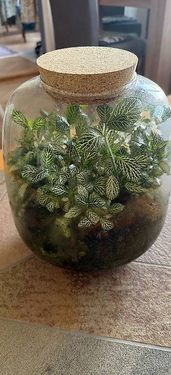 Terrarium: Pflanzenterrarium  – Gebraucht aus St.Gallen von Didi1969 2
