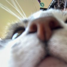 Profile image of lflckgr