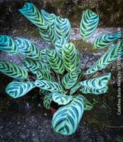 Calathea Burle-Marx - was für eine Schönheit für Dich