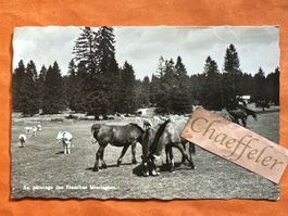 1957 Au pâturage des Franches Montagnes mit Pferden 🐴🌲🖼️