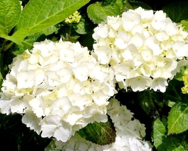 Pflanzen & Samen: Hortensia Hydrangea Macrophylla Magical Revolution weiss 50' – Neu und originalverpackt aus Rovio von POSITIFFARTandPLANTS