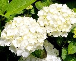 Hortensia Hydrangea Macrophylla Magical Revolution weiss 50'