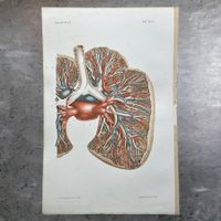 Gravure BRONCHES & VAISSEAUX PULMONAIRES par Emile Beau 1866