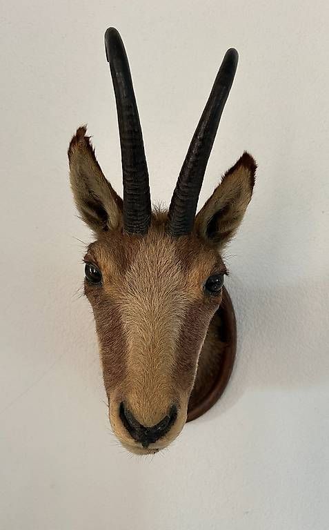 Il mondo degli animali: Tête de chamois – Usato da Ecublens venduto da achille1954 1