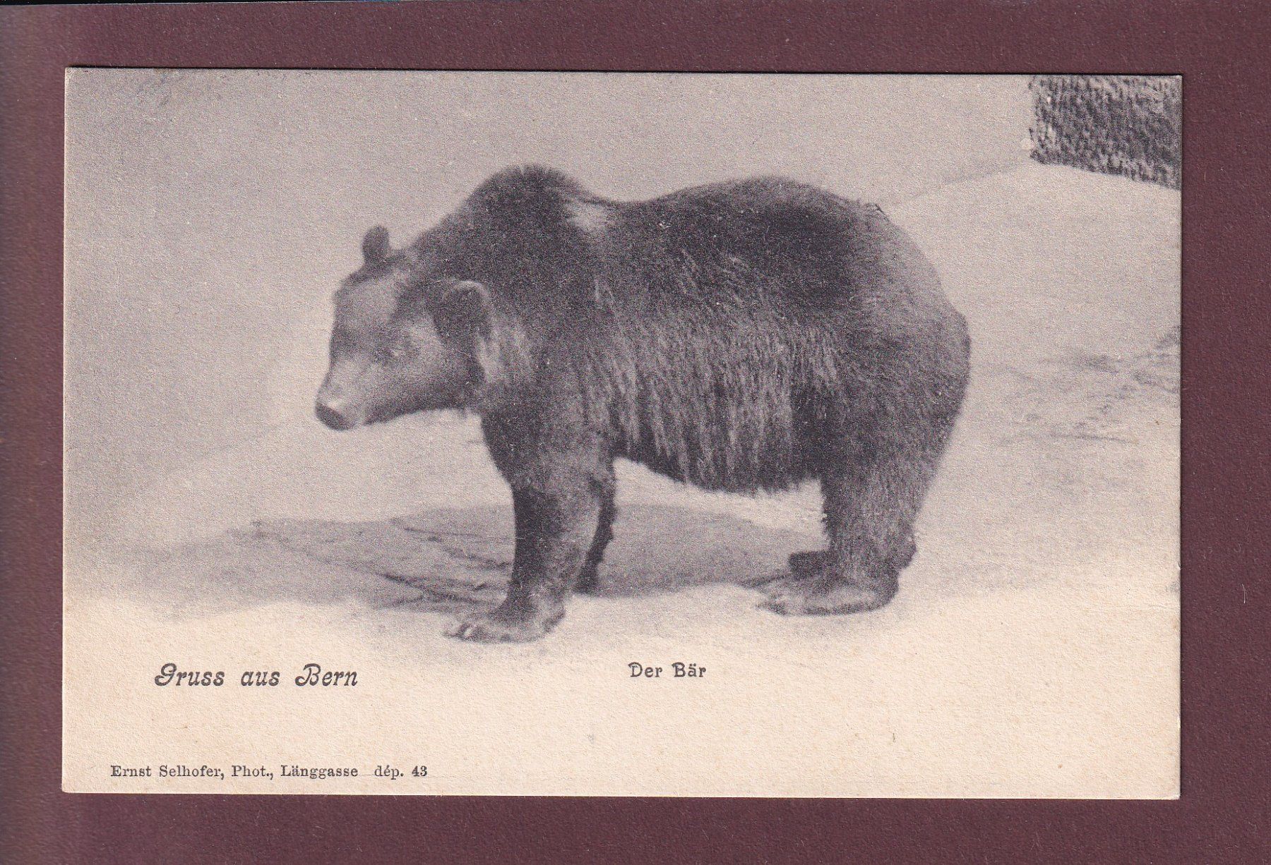 Cartoline postali: Gruss aus BERN - Der Bär - 1906 – Usato da Pully venduto da nicecards