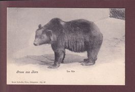 Gruss aus BERN - Der Bär - 1906