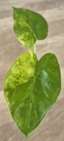 🤩Alocasia Gagneana Aurea Variegata Babyplant 