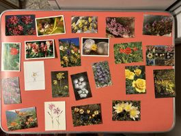 Postkarten Blumen Alpenflora Sammlung 20 Stück Konvolut