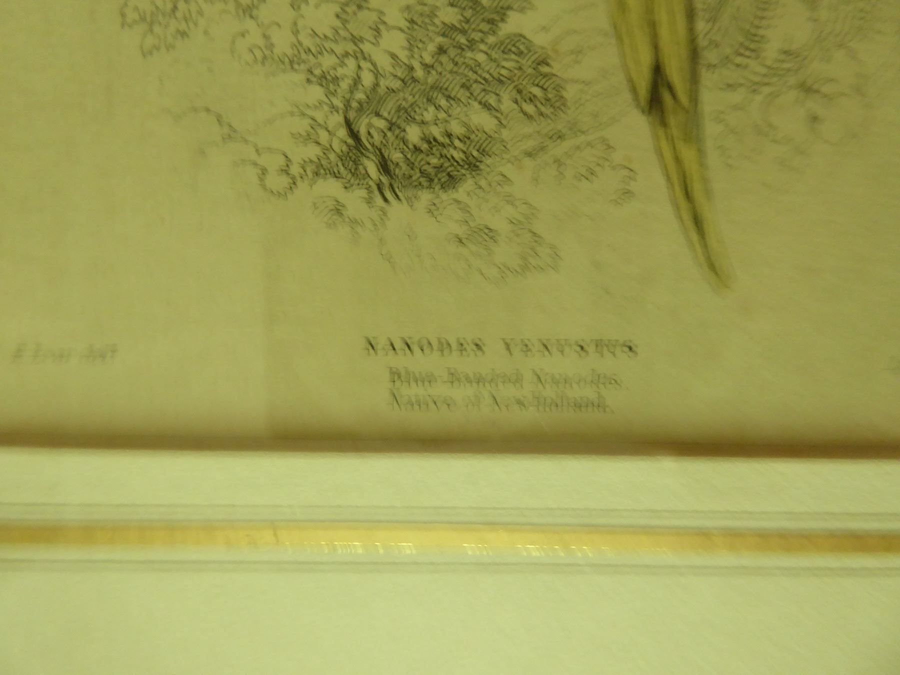 Arts picturaux & lithographies: Lithographie Nanodes Venustus – D'occasion à Zürich par Chaeffeler 3