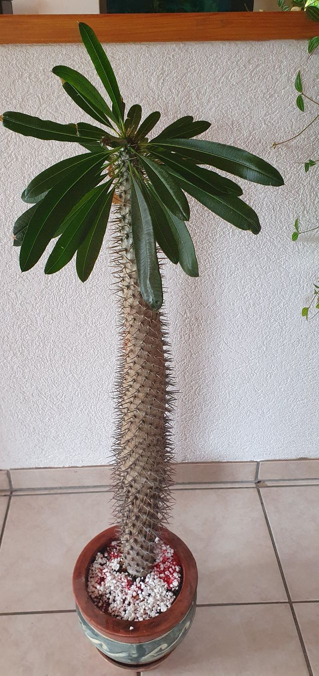monstera adansonii hngend 6" Monstera Adansonii 'Swiss Cheese' Wide Form (Hanging Basket)  BWH Plant  Co