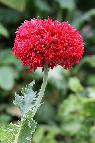 Piante & sementi: 500 Samen Mohn CRIMSON FEATHERS – Nuovo (secondo la descrizione) da Ehrendingen venduto da VerveinaSamen 1