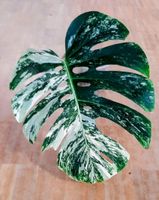 Monstera Albo Variegata XXL Blatt - Neuaustrieb & etabliert