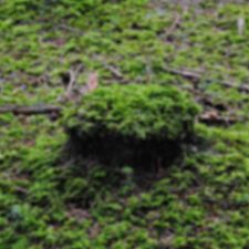 Profile image of PepitoDelMuerte