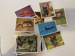 ca 55 WWF Panini Bilder